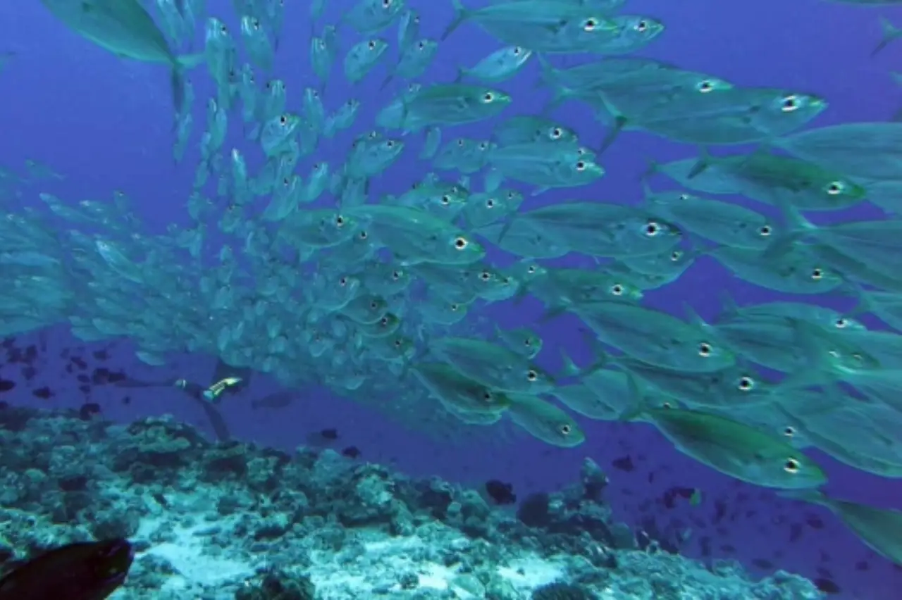 Colorful coral crevices and macro life at Crack Reef, ideal for underwater photography.