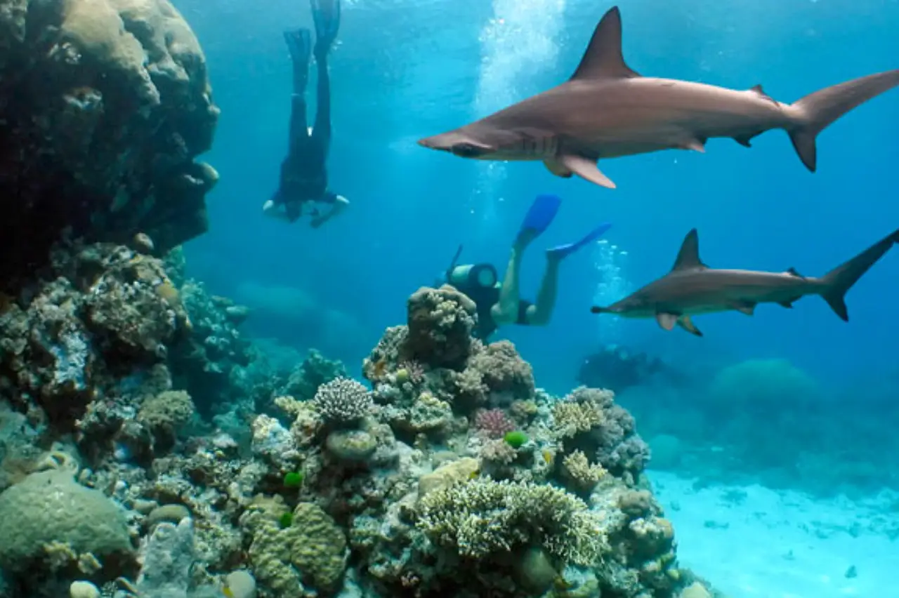 Vertical reef drop-off at D-Wall with dogtooth tuna and reef sharks cruising in blue water.