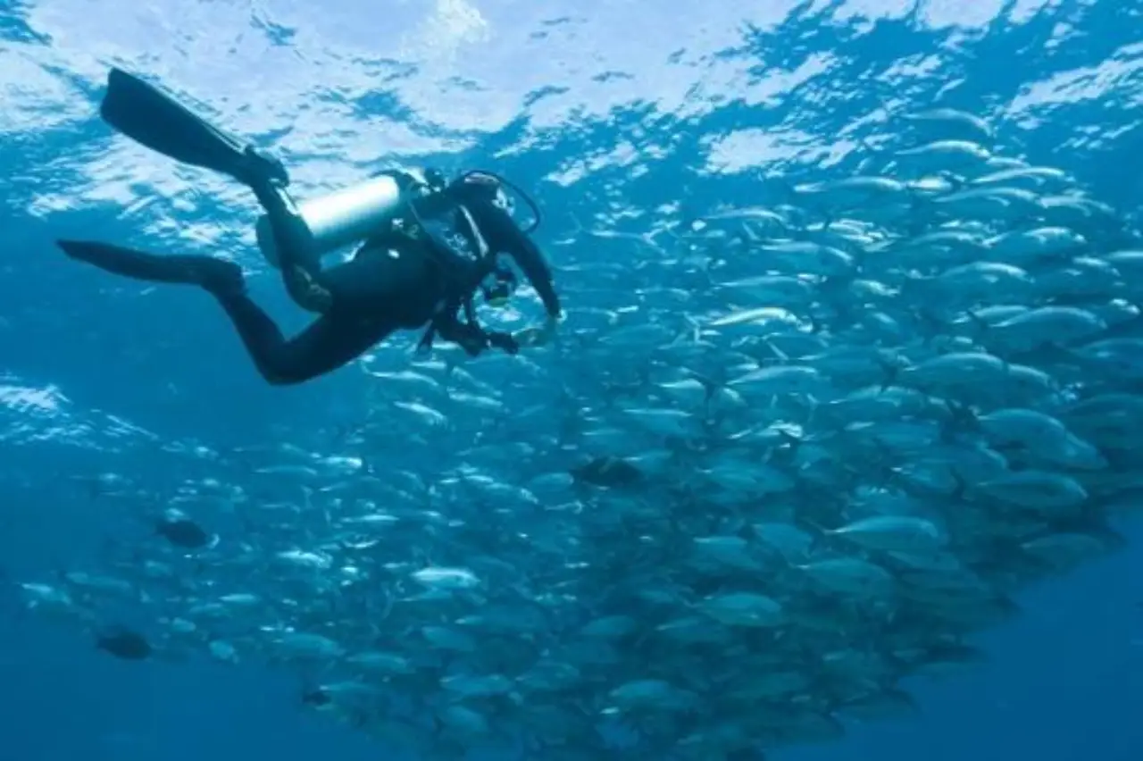 Scuba diver swimming alongside a massive school of jackfish in the crystal-clear waters of Layang Layang.