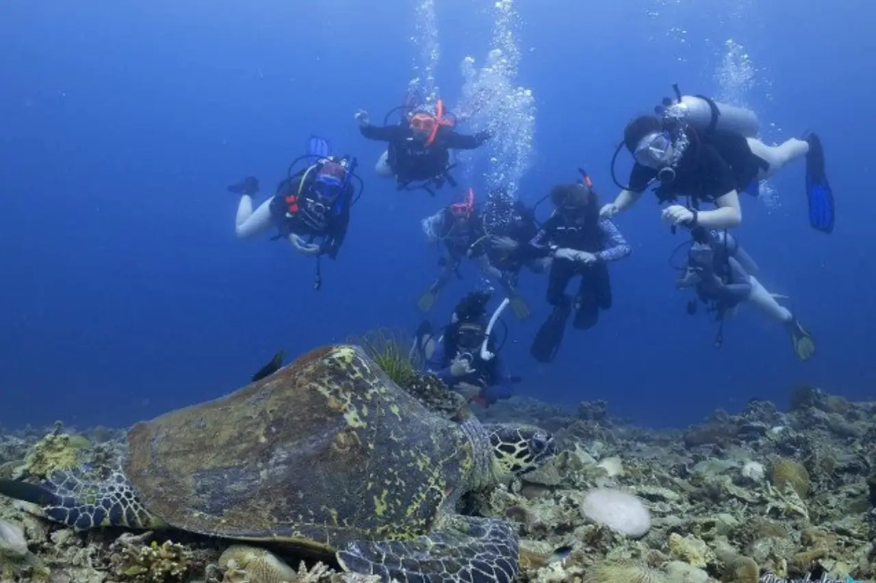 Group of scuba divers observing a hawksbill sea turtle on a coral reef at Layang Layang, Malaysia.