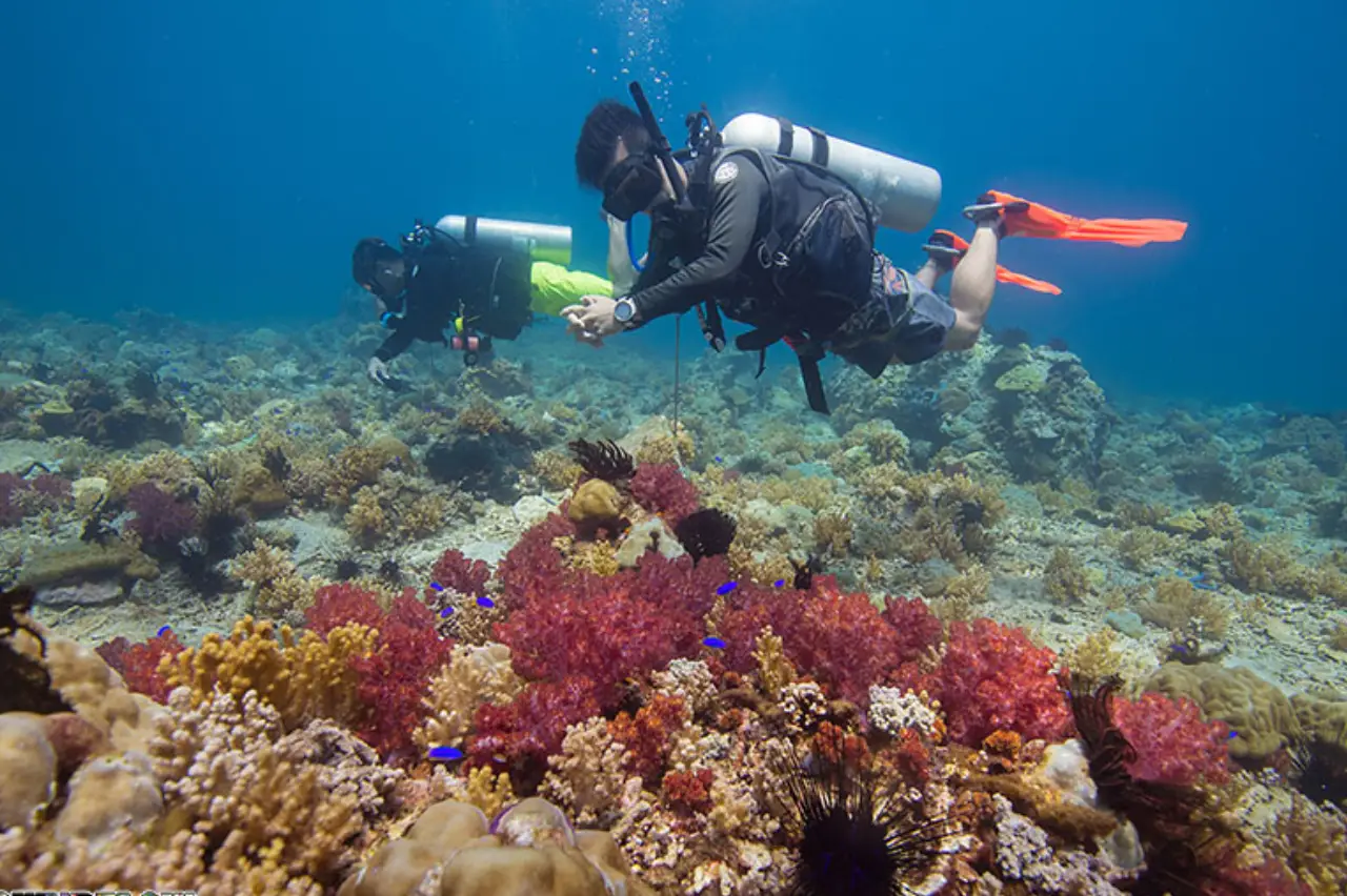 Vibrant sea fans and strong currents attracting hammerheads at Gorgonian Forest.