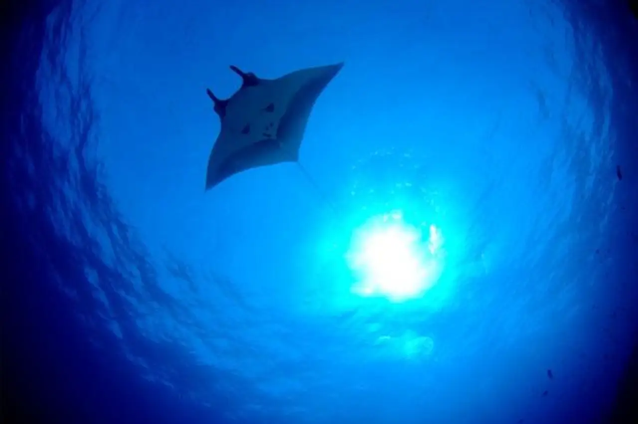 Silhouette of a manta ray gliding peacefully through the deep blue waters under sunlight at Layang Layang Island, Borneo