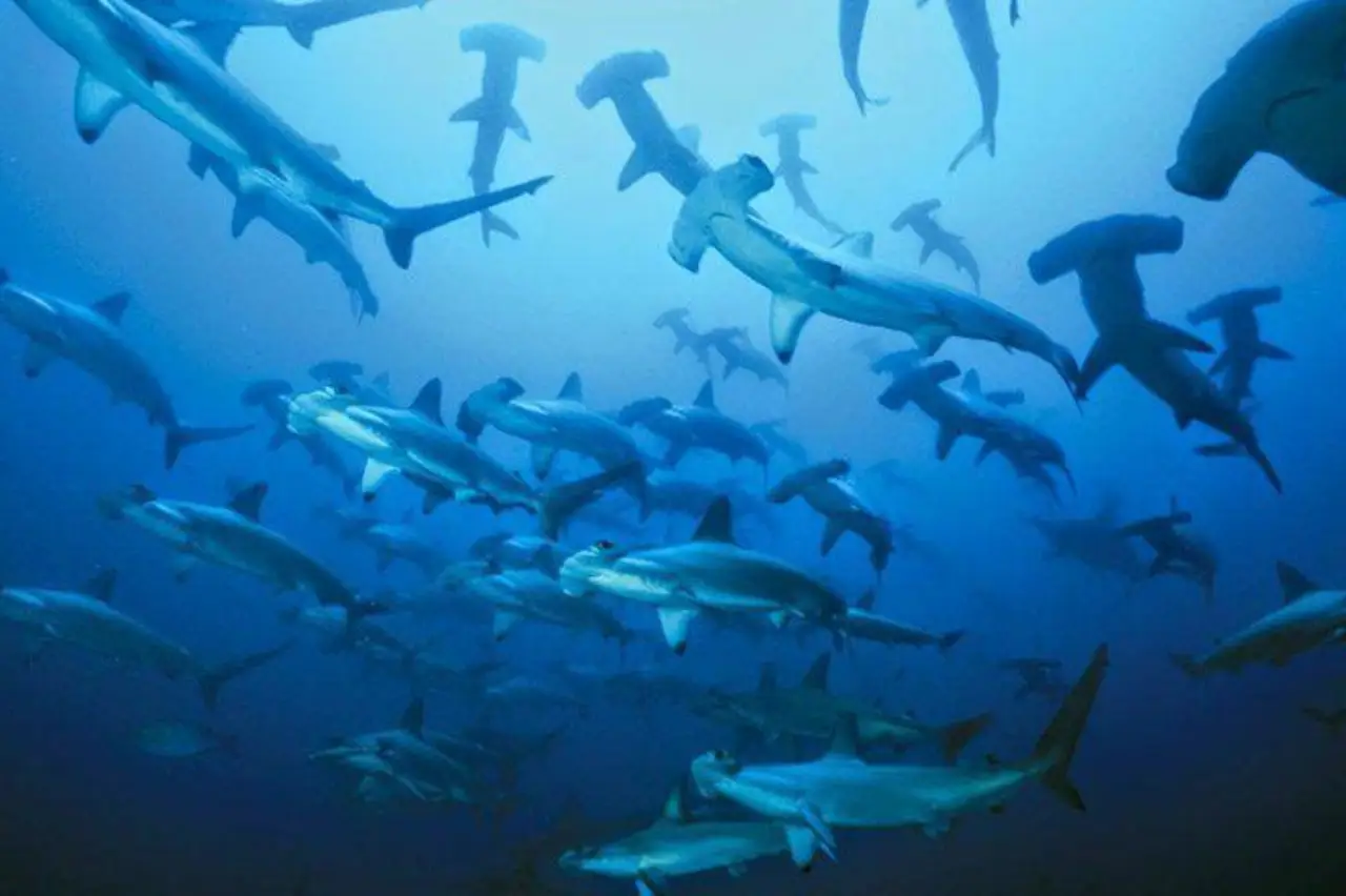 Scalloped hammerhead sharks swimming in formation during the peak diving season at Layang Layang Island, Malaysia