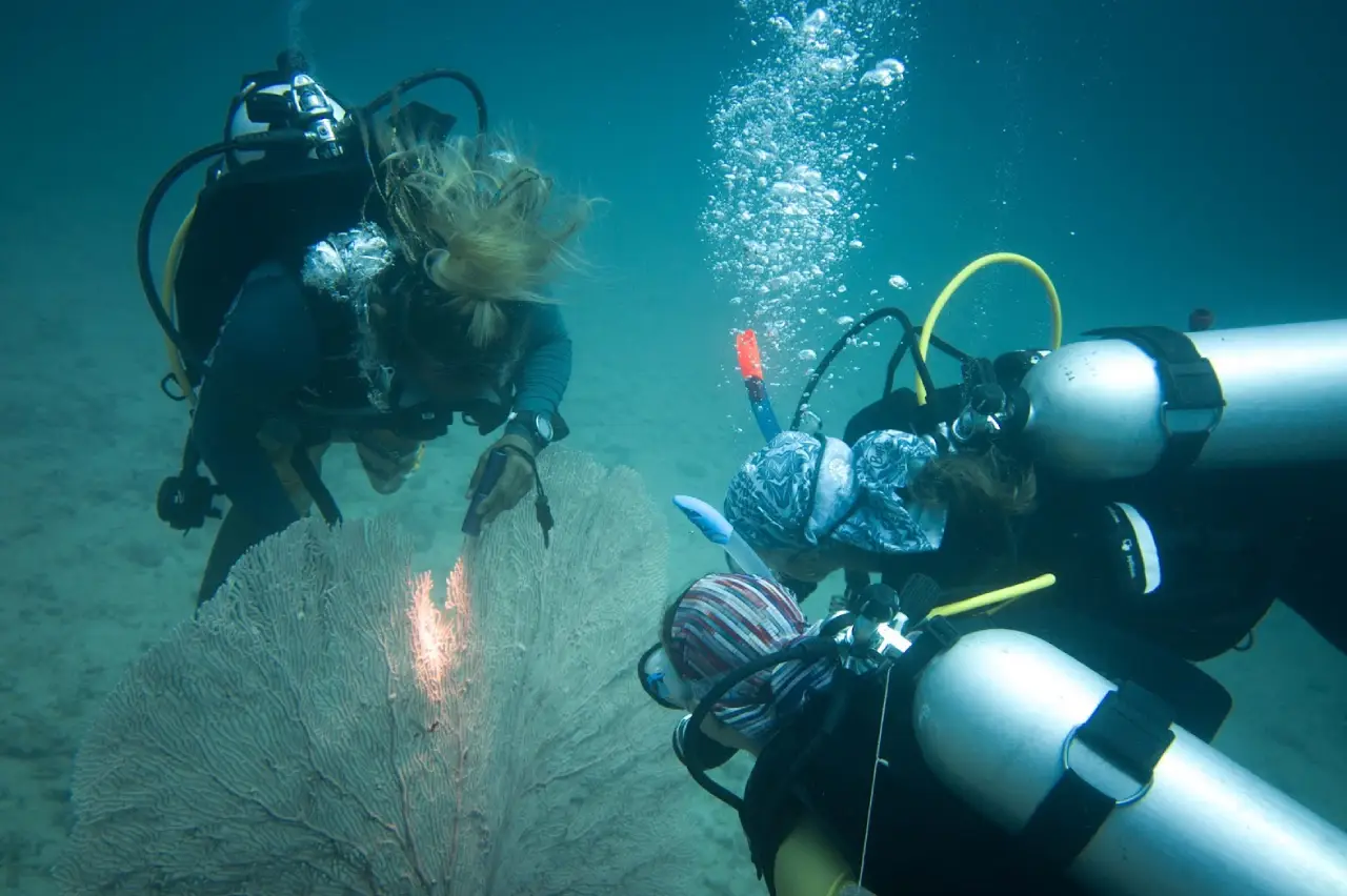 Two scuba divers inspecting a sea fan coral during a marine biology dive at Layang Layang, Malaysia.