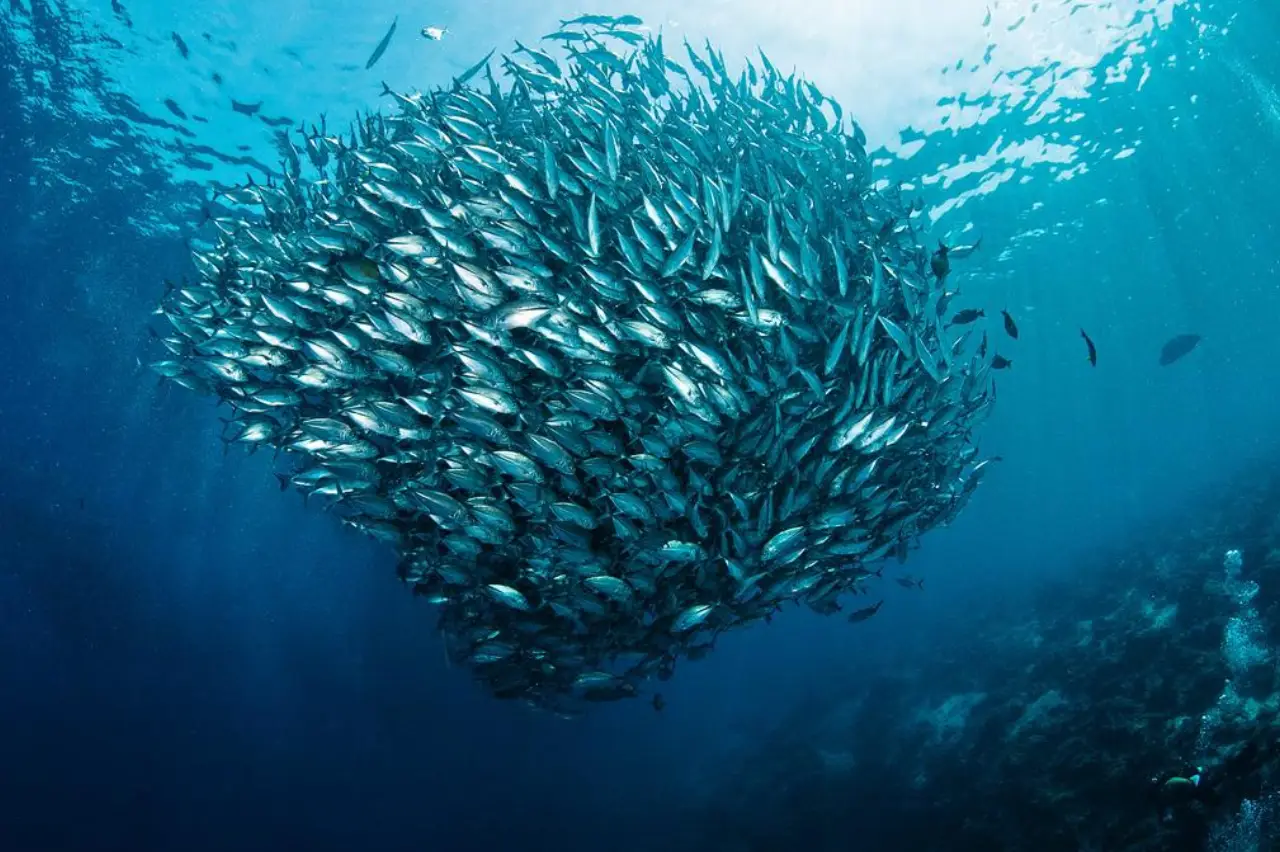 Schooling jackfish forming a large tornado-shaped bait ball in the clear blue waters of Layang Layang Island, Sabah, Malaysia