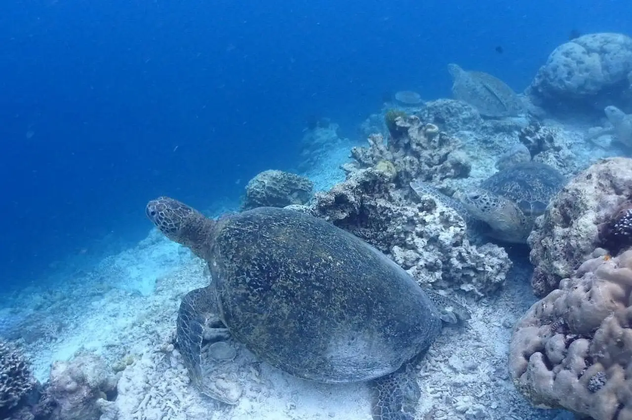 Group of sea turtles resting among coral reef structures in the pristine waters of Layang Layang, Sabah.