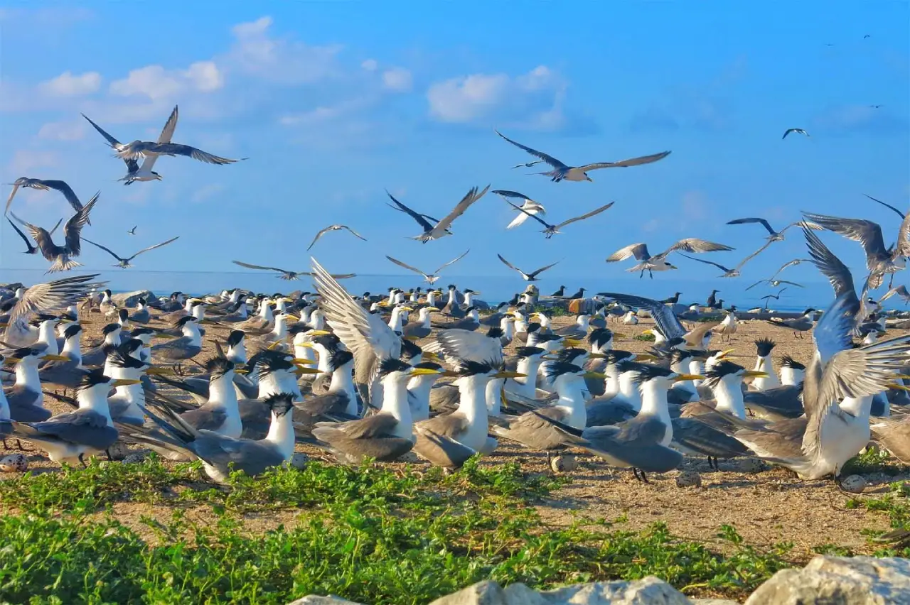 A large flock of seabirds nesting and flying over the sandy shores of Layang-Layang Island, a remote atoll in Sabah, Malaysia.
