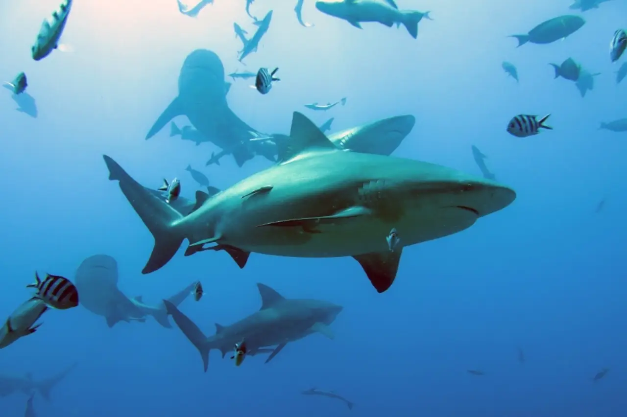 Whitetip reef shark resting under coral ledge surrounded by bommies, nudibranchs, and reef fish at Shark’s Cave, Layang Layang.