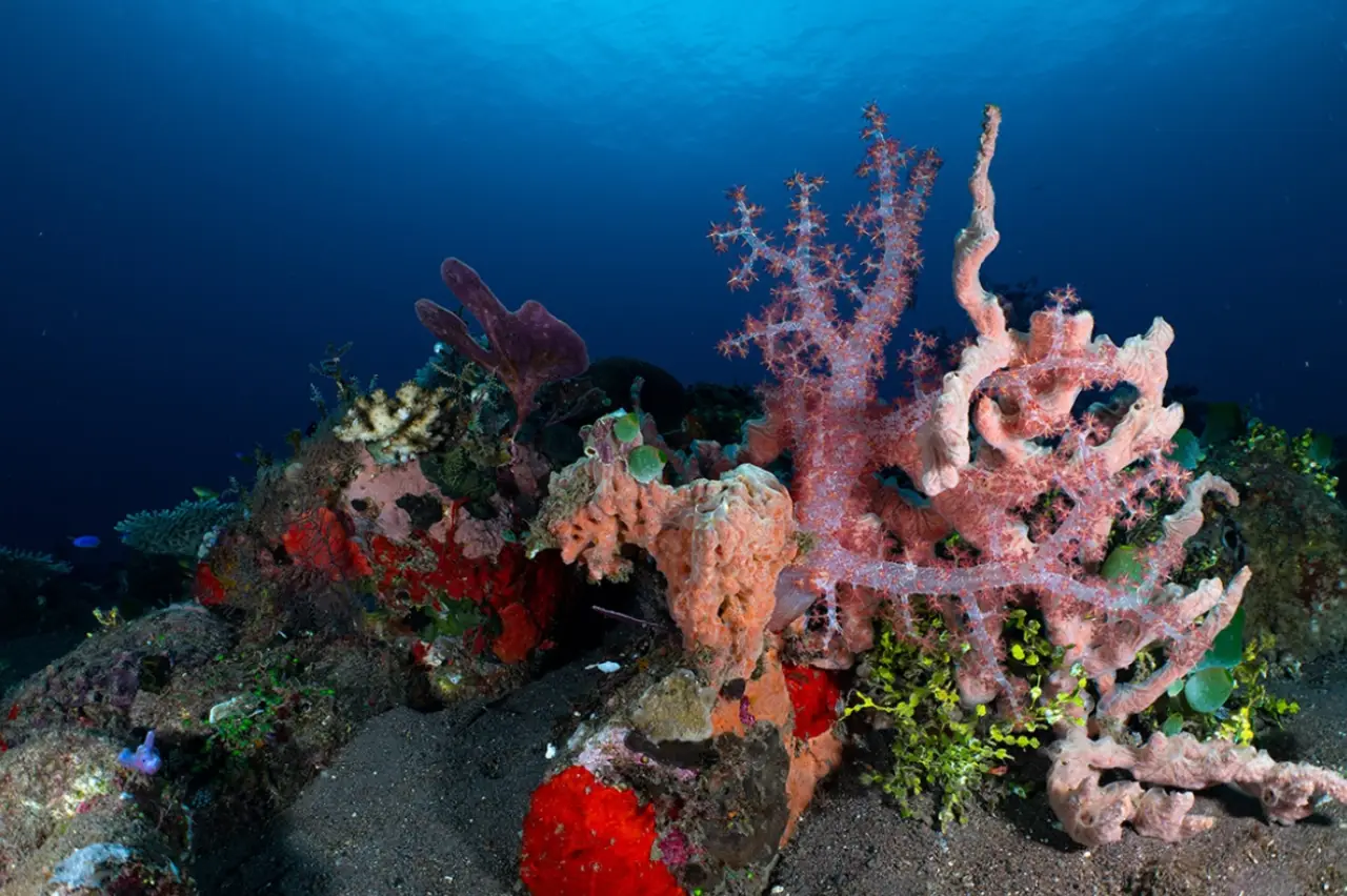 Colorful soft corals and sea sponges at Snapper Ledge, Layang Layang — a vibrant macro dive site ideal for pygmy seahorses and critter photography