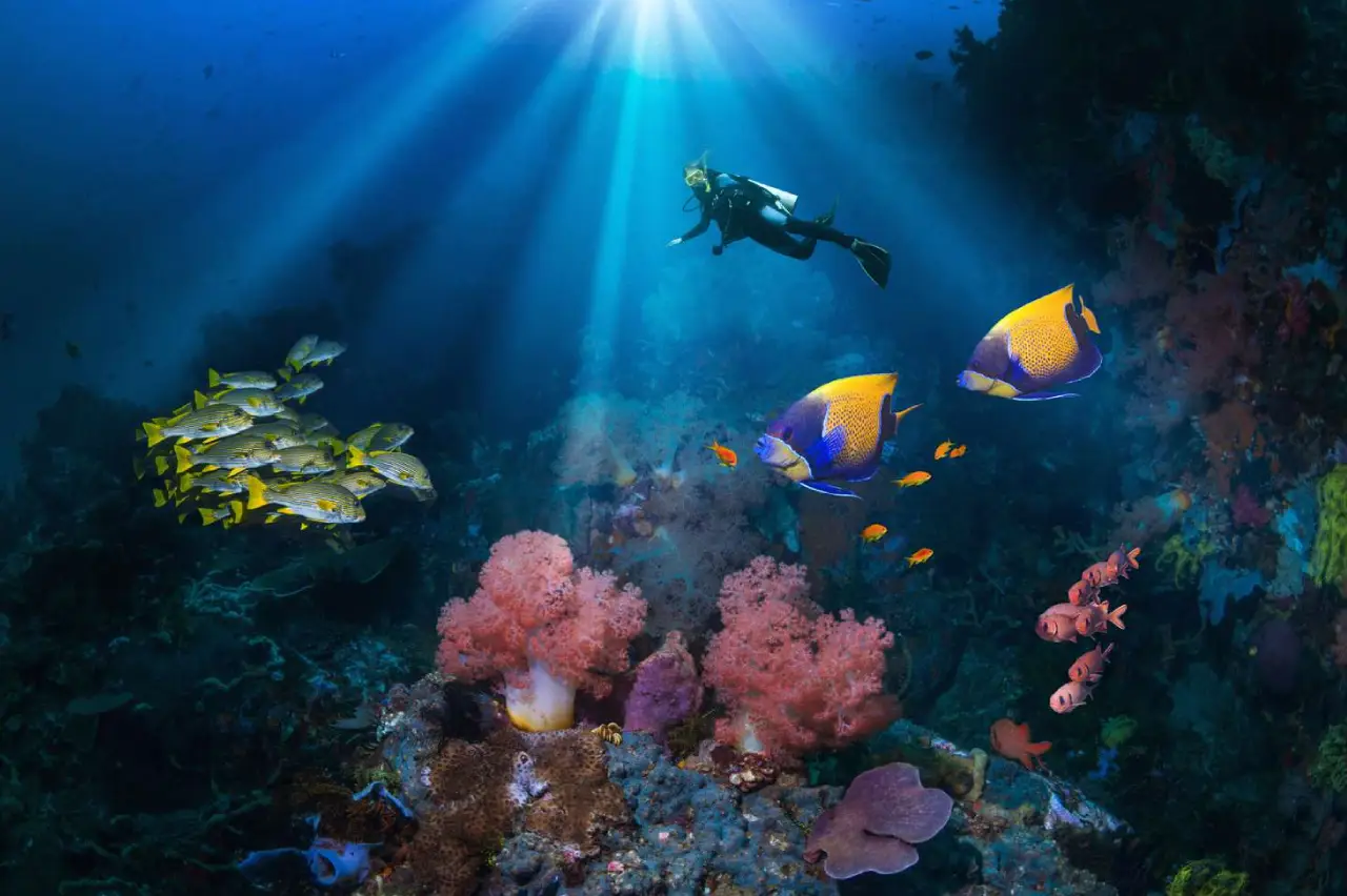 Scuba diver exploring vibrant coral garden at Layang Layang, surrounded by colorful angelfish, snapper schools, and soft corals under tropical sunlight.
