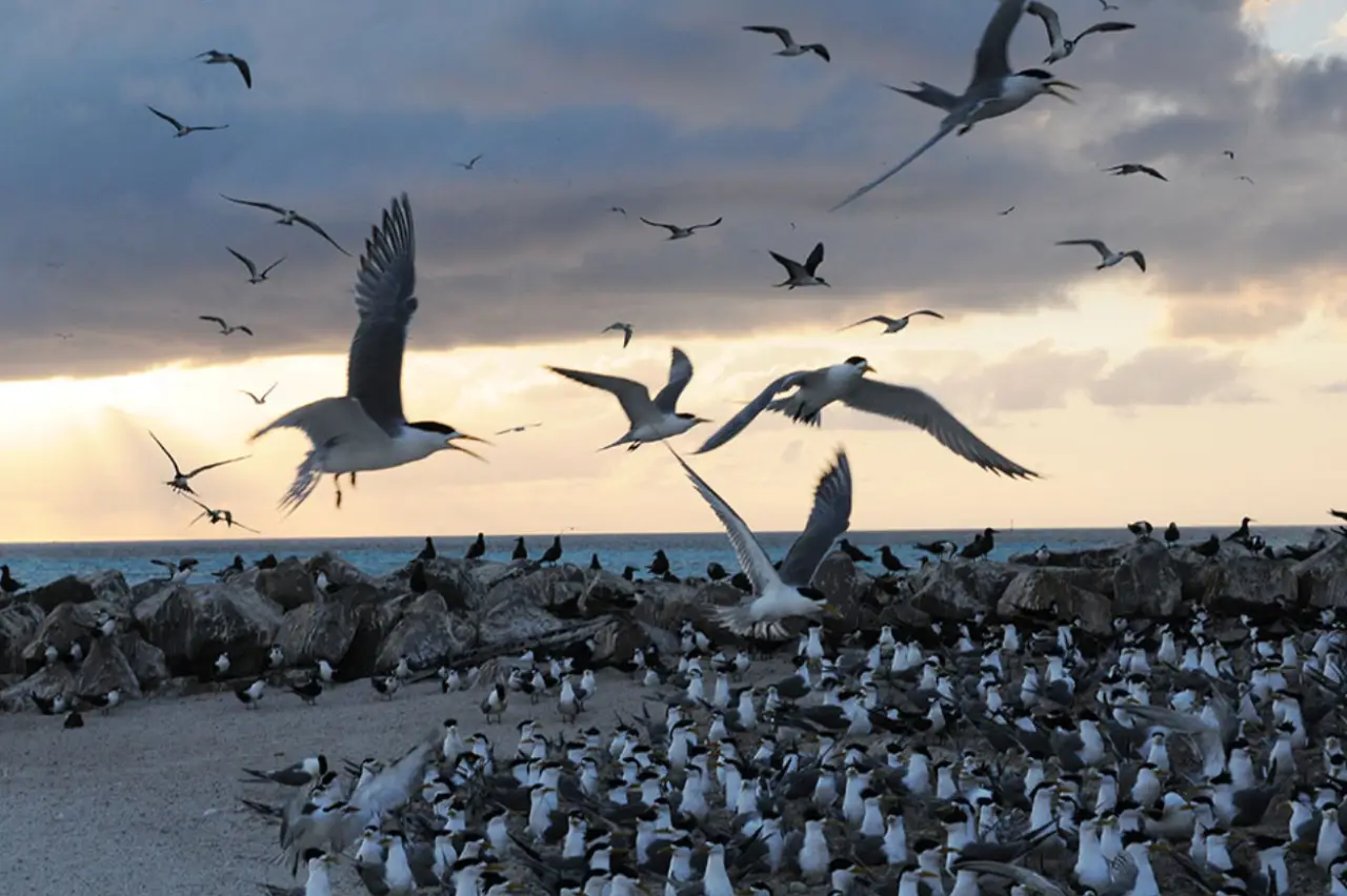 A large flock of seabirds nesting and flying over the sandy shores of Layang-Layang Island, a remote atoll in Sabah, Malaysia.