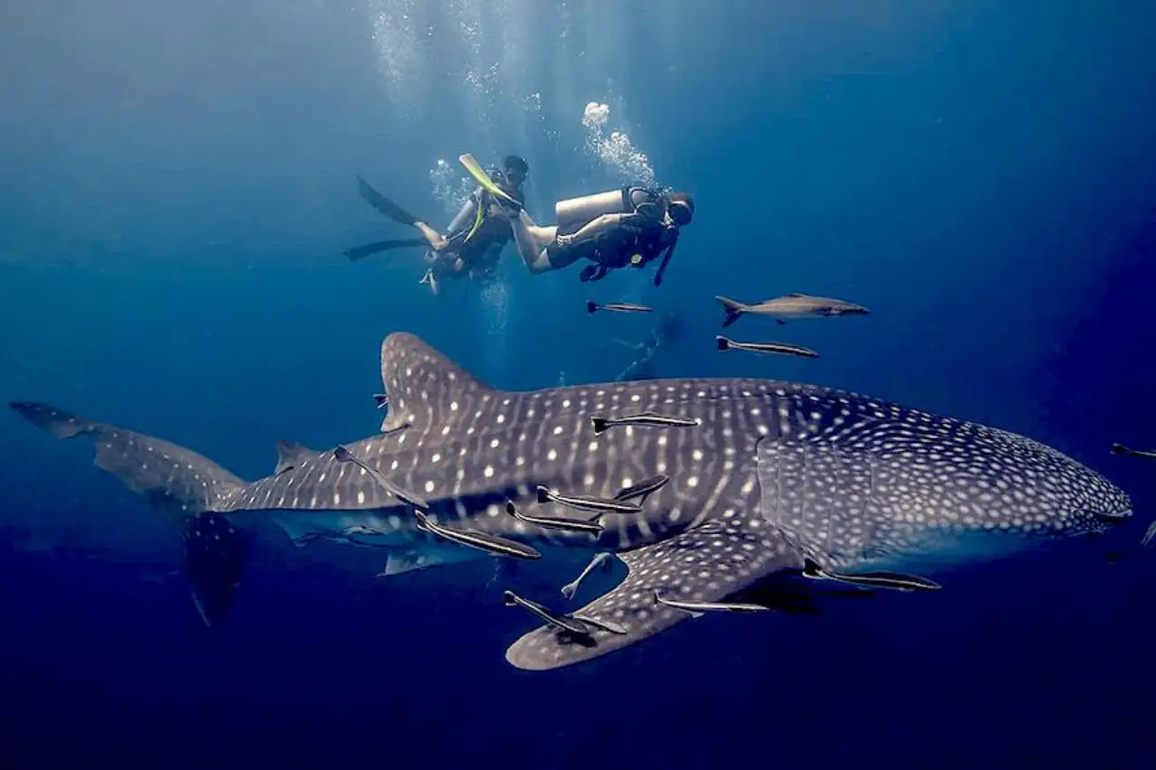 Scuba divers swimming alongside a majestic whale shark in the clear blue waters of Layang Layang, Malaysia