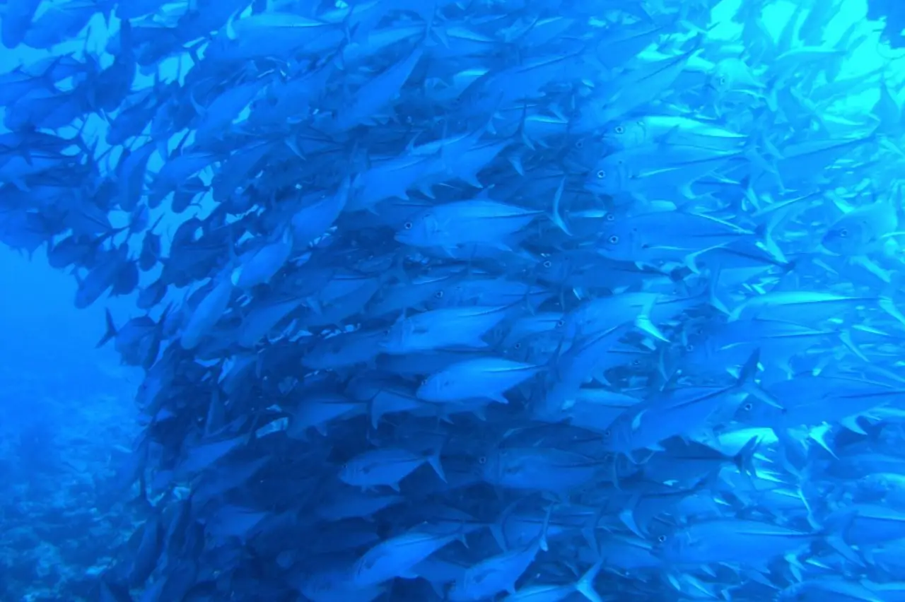 Scuba diver exploring dramatic coral wall with schooling pelagic fish at The Point, Layang Layang Island.