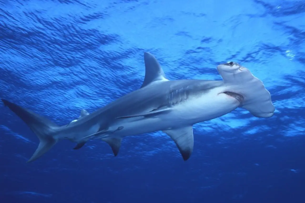 Scalloped hammerhead sharks swimming in formation over deep blue reef drop-off at The Runway, Layang Layang.