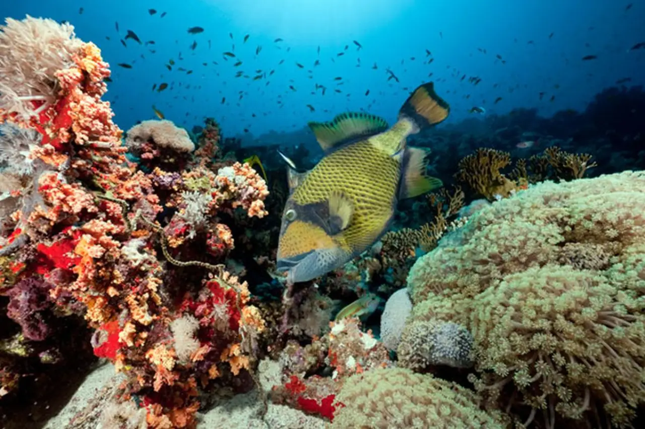Coral canyon filled with moray eels and reef fish, ideal for night dives at The Tunnel.