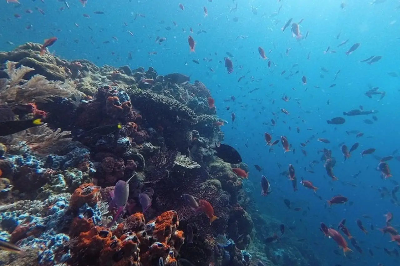 Hard coral slope with turtles, triggerfish, and barracudas at The Valley dive site.
