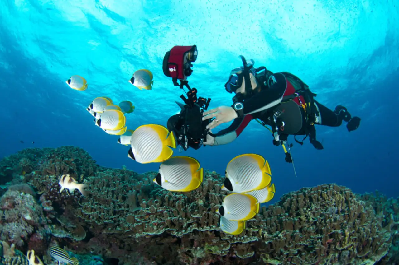 Scuba diver capturing underwater photo of butterflyfish school at Layang Layang reef, surrounded by coral formations and clear tropical waters.