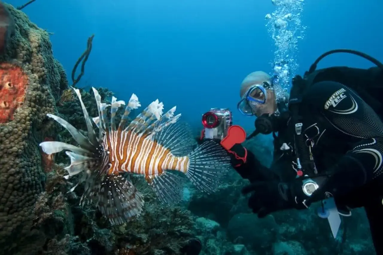 Soft coral drift dive with rays and whitetip sharks at Wrasse Strip in Layang Layang.