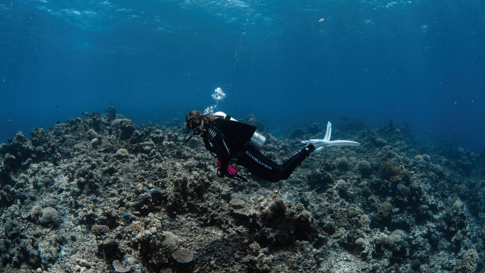 Underwater hammerhead encounter